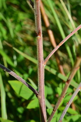 Grona heterocarpos strigosa