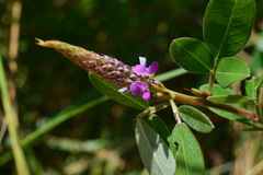 Grona heterocarpos strigosa