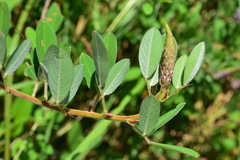 Grona heterocarpos strigosa