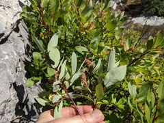 Salix farriae
