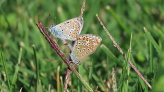 Polyommatus bellargus