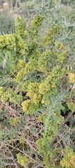 Atriplex canescens
