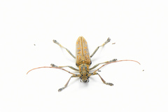 Saperda calcarata