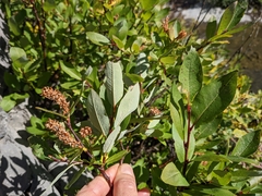 Salix farriae