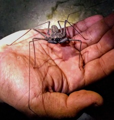 Amblypygi