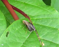 Eutreta noveboracensis