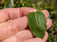 Salix farriae