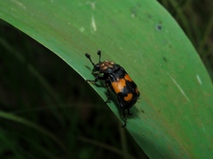 Nicrophorus vespilloides