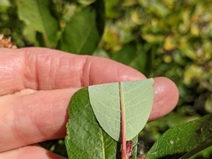 Salix farriae
