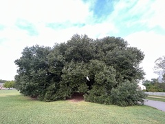 Quercus × comptoniae