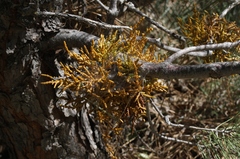 Arceuthobium campylopodum