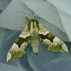 Mimas tiliae