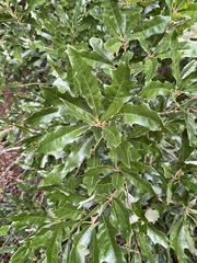 Quercus × comptoniae