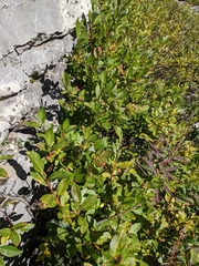Salix farriae