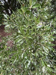 Quercus × comptoniae