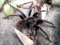 Theraphosinae