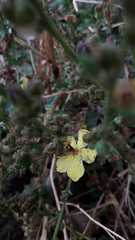Verbascum
