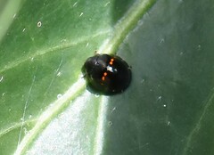 Chilocorus bipustulatus