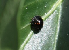 Chilocorus bipustulatus