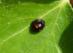 Chilocorus bipustulatus