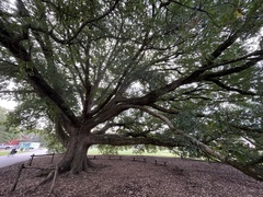 Quercus × comptoniae