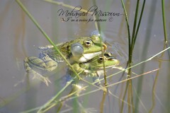 Pelophylax saharicus