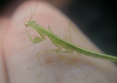 Tropidomantis