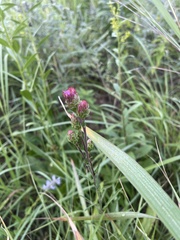 Liatris ligulistylis