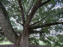 Quercus × comptoniae