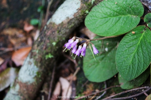 Oreocharis benthamii