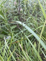 Liatris ligulistylis