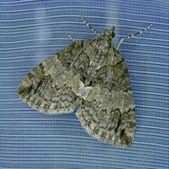Hydriomena impluviata