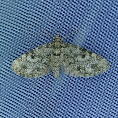 Eupithecia tantillaria