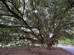 Quercus × comptoniae