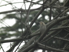 Anthus hodgsoni