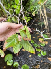 Alnus serrulata