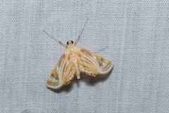 Eoophyla