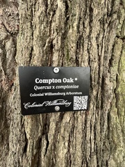 Quercus × comptoniae