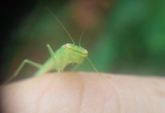 Tropidomantis