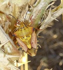 Carpocoris mediterraneus atlanticus