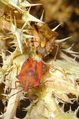 Carpocoris mediterraneus