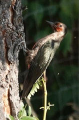 Melanerpes lewis