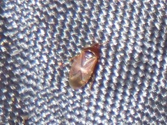 Cardiastethus fasciiventris