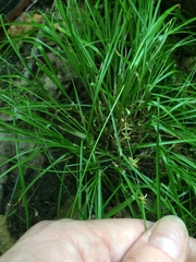 Carex radiata
