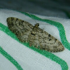 Eupithecia tantillaria