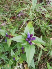 Gentiana
