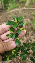 Cotoneaster divaricatus
