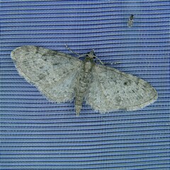 Eupithecia virgaureata