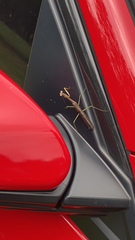 Stagmomantis carolina