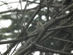 Anthus hodgsoni